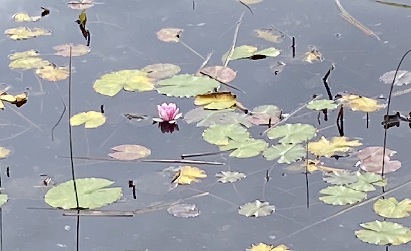 Die letzte blühende Seerose im Teich