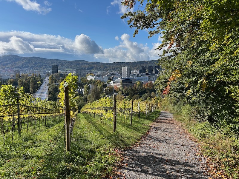 Entlang des Rebbergs geht es hinunter Richtung Limmat