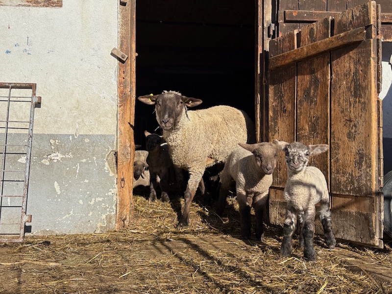 Schafmama mit ihren Jungen